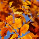 12 Tips For The Autumn Plaster What You Should Pay Attention To In Home And Garden Now