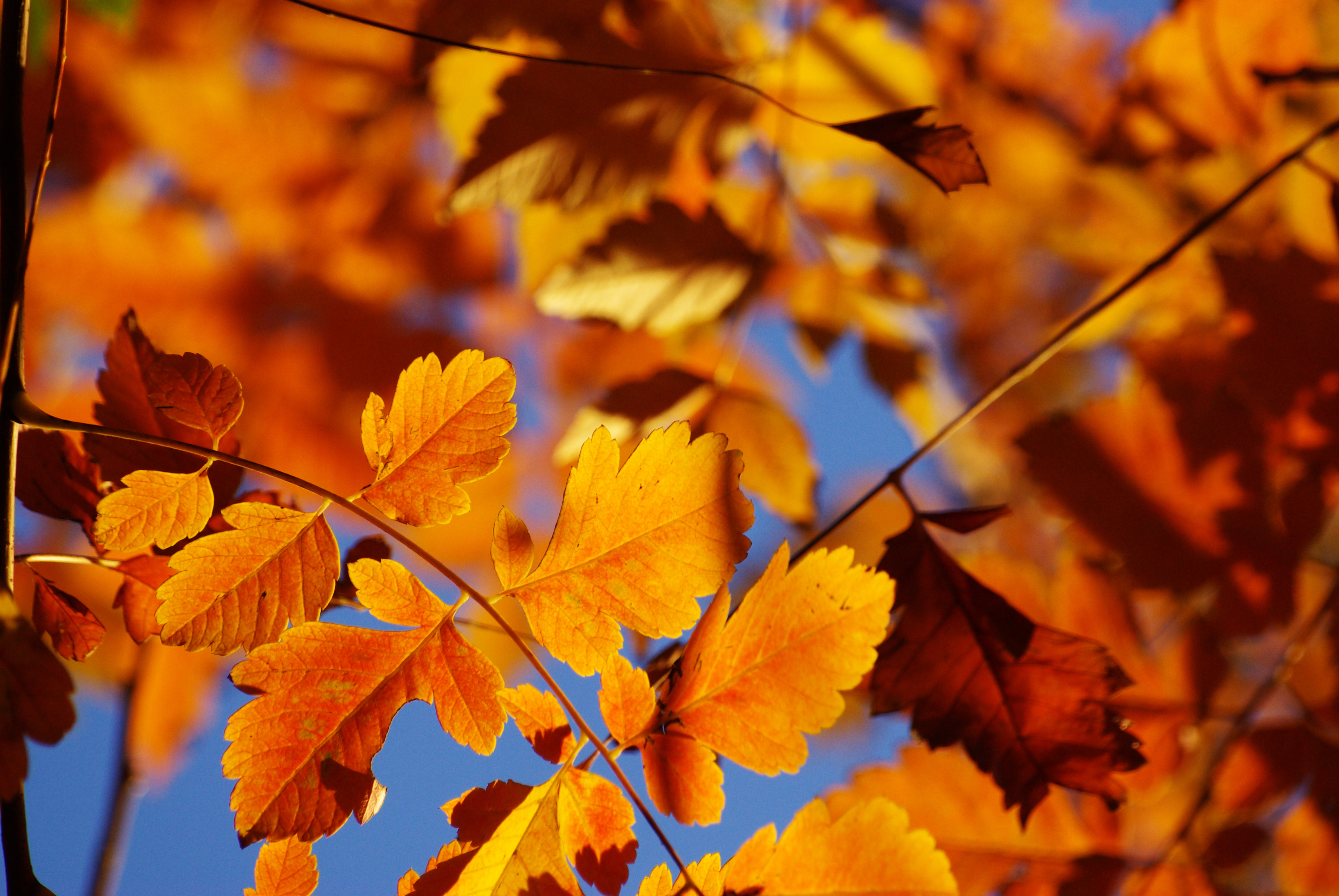 12 Tips For The Autumn Plaster What You Should Pay Attention To In Home And Garden Now