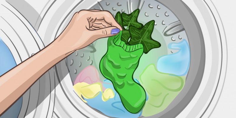 Wash laundry with natural detergent from ivy 