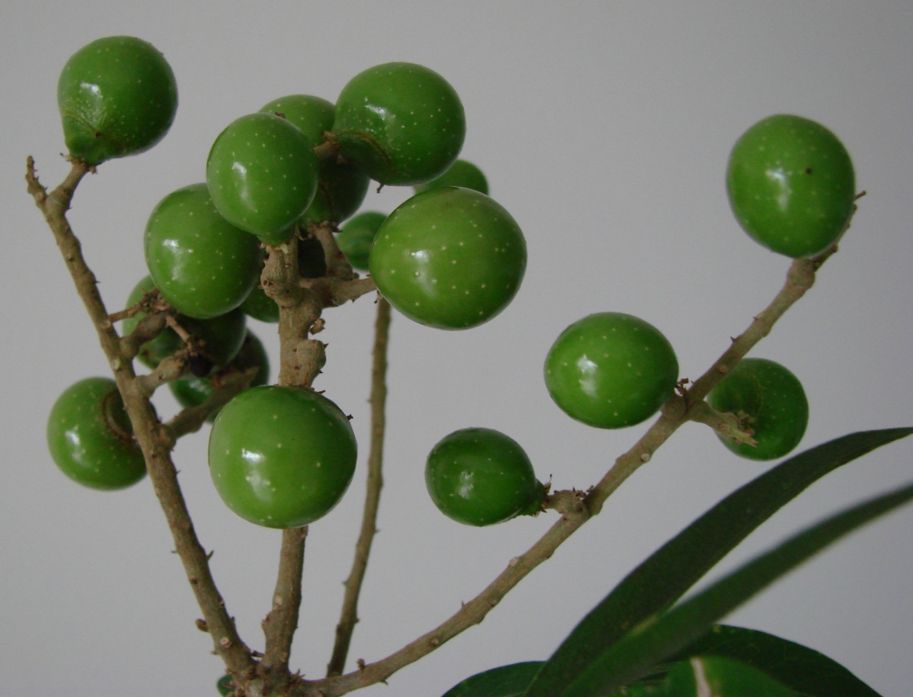 Wash laundry with natural detergent from ivy