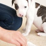 Remove stains from the carpet with this trick.