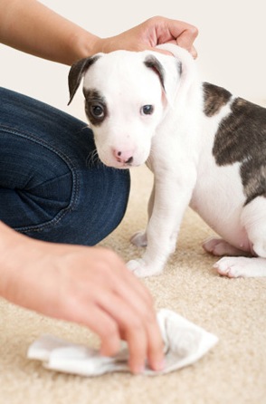 Remove stains from the carpet with this trick.