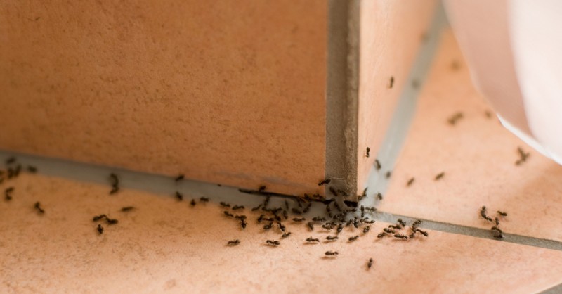 Without chemistry 10 natural remedies for ants in the home.