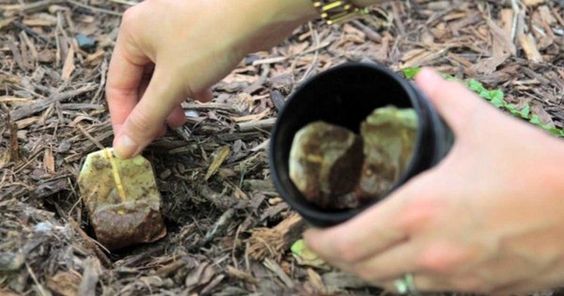 Teabags use as a fertilizer, against toothache and 8 other problems. 