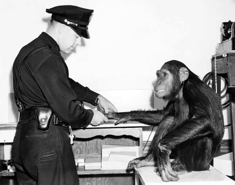 Police Officer & Talking Monkey