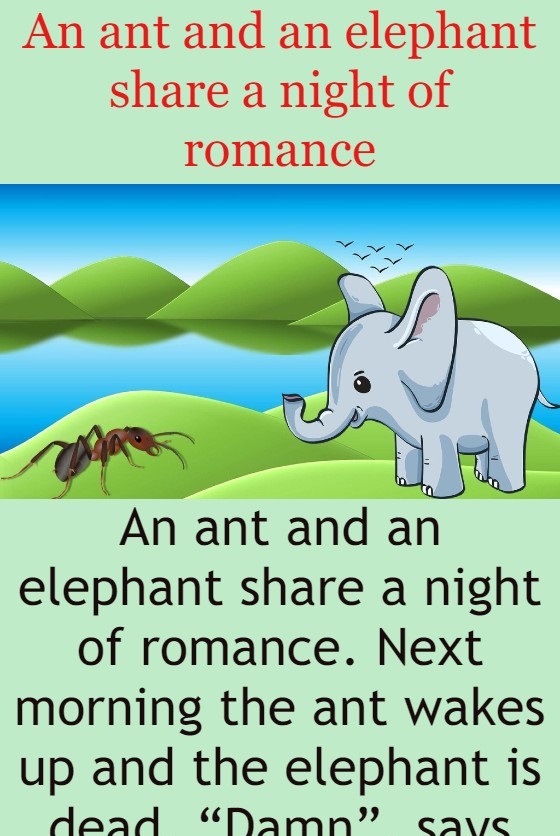 An ant and an elephant share a night of romance